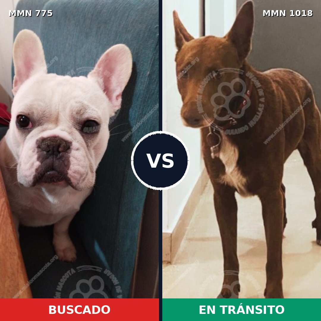 Comparativa MMS 16356: mascota perdida y mascota encontrada, 45% de similitud