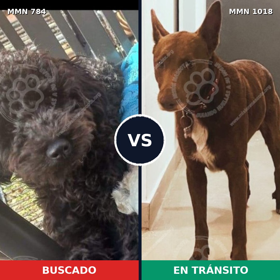 Comparativa MMS 16359: mascota perdida y mascota encontrada, 41% de similitud