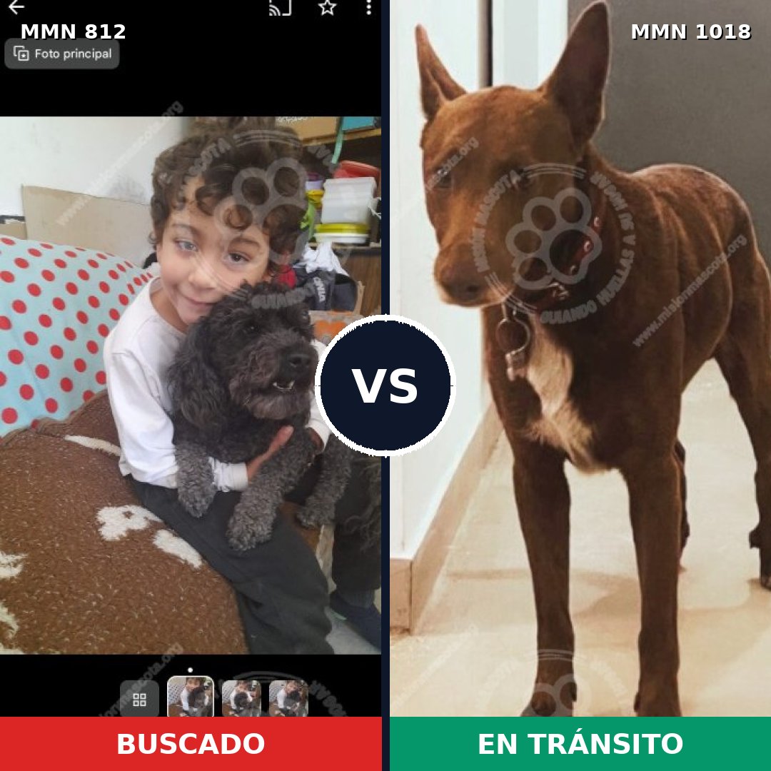 Comparativa MMS 16361: mascota perdida y mascota encontrada, 33% de similitud