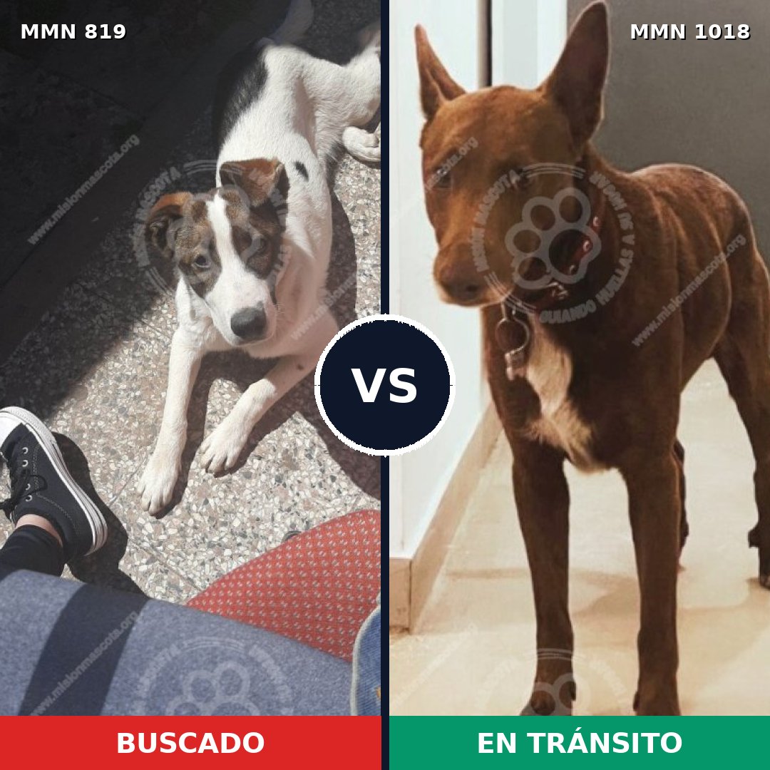 Comparativa MMS 16363: mascota perdida y mascota encontrada, 80% de similitud