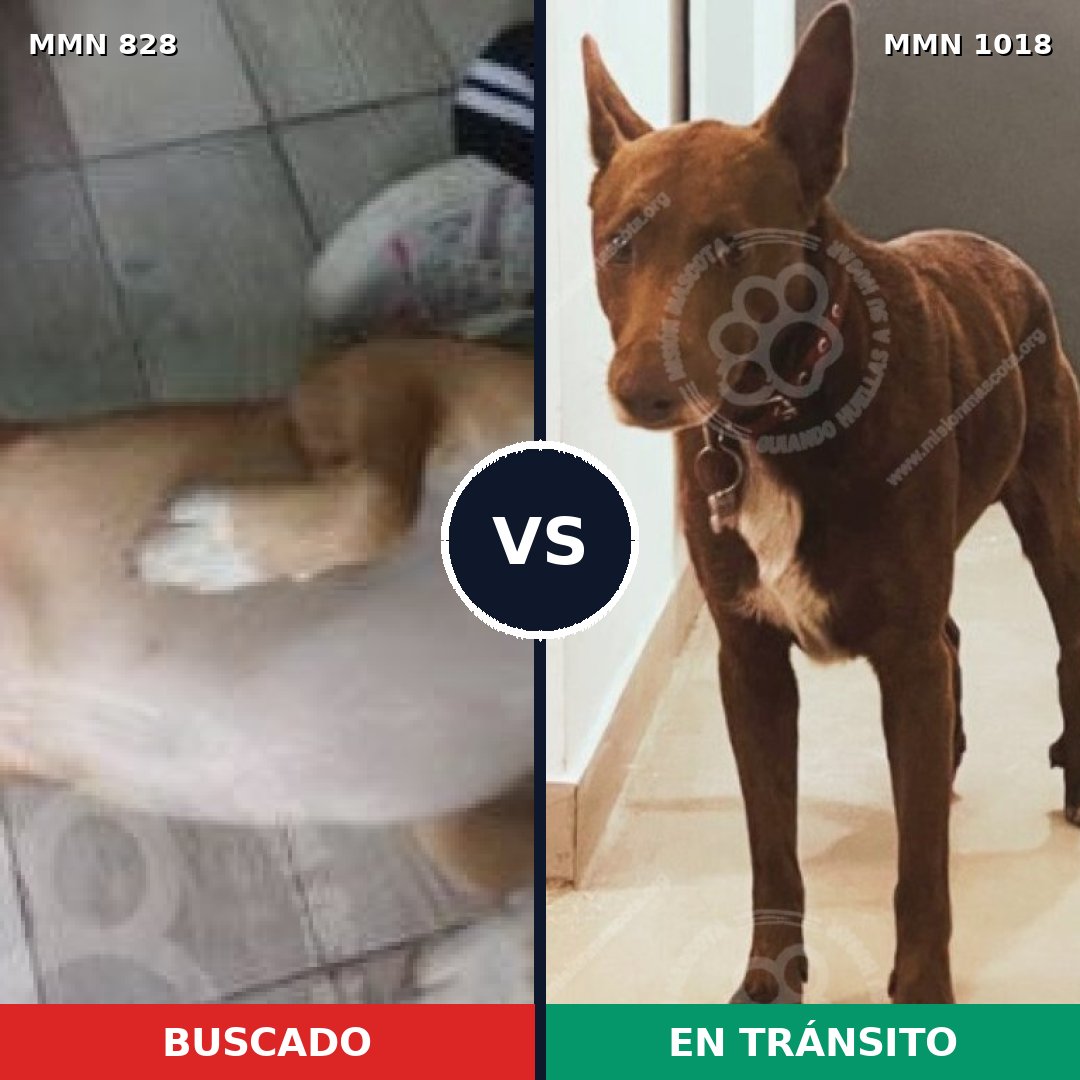 Comparativa MMS 16364: mascota perdida y mascota encontrada, 81% de similitud