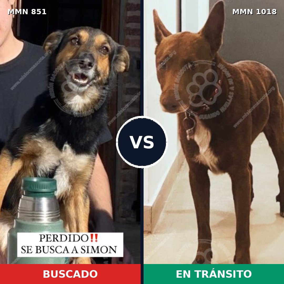 Comparativa MMS 16366: mascota perdida y mascota encontrada, 80% de similitud