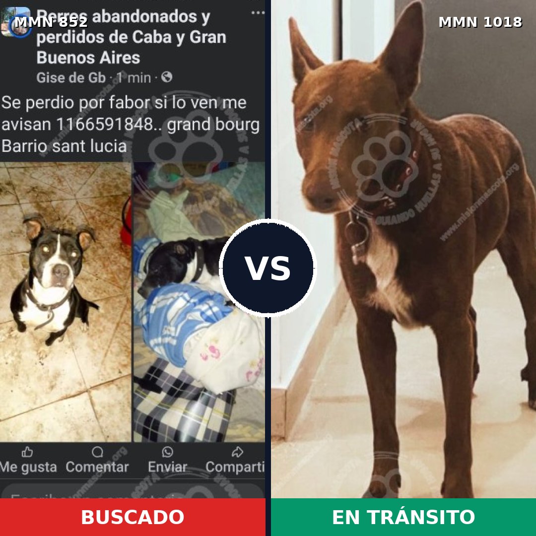 Comparativa MMS 16367: mascota perdida y mascota encontrada, 45% de similitud