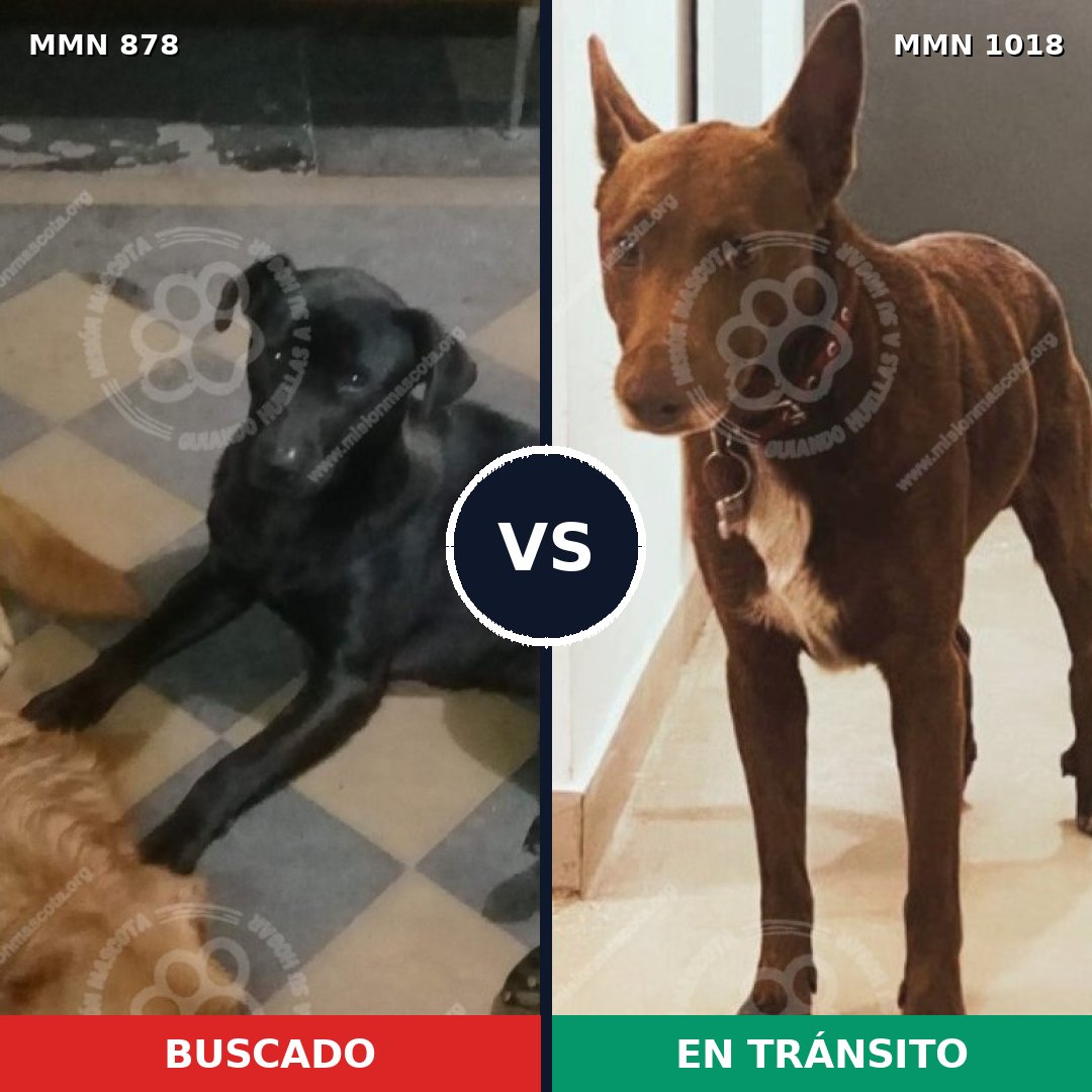 Comparativa MMS 16370: mascota perdida y mascota encontrada, 50% de similitud