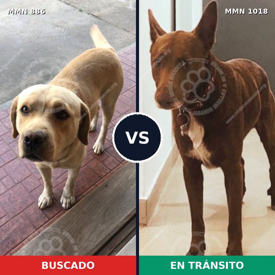 Comparativa MMS 16371: mascota perdida y mascota encontrada, 43% de similitud