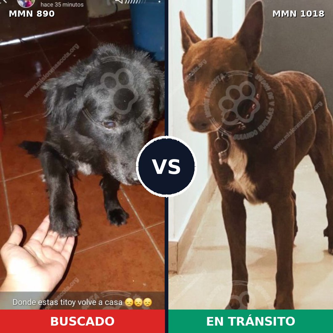 Comparativa MMS 16373: mascota perdida y mascota encontrada, 42% de similitud