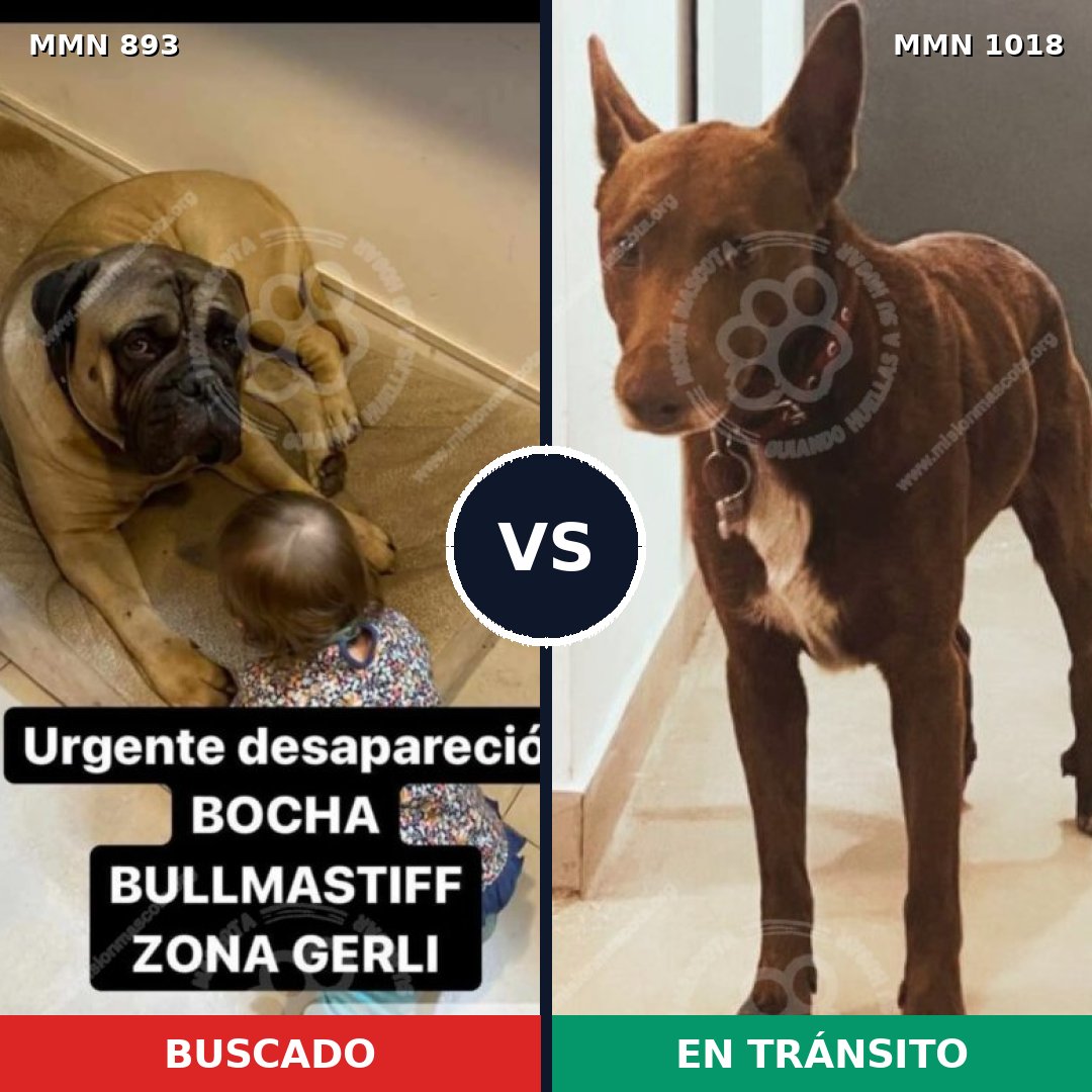 Comparativa MMS 16374: mascota perdida y mascota encontrada, 26% de similitud