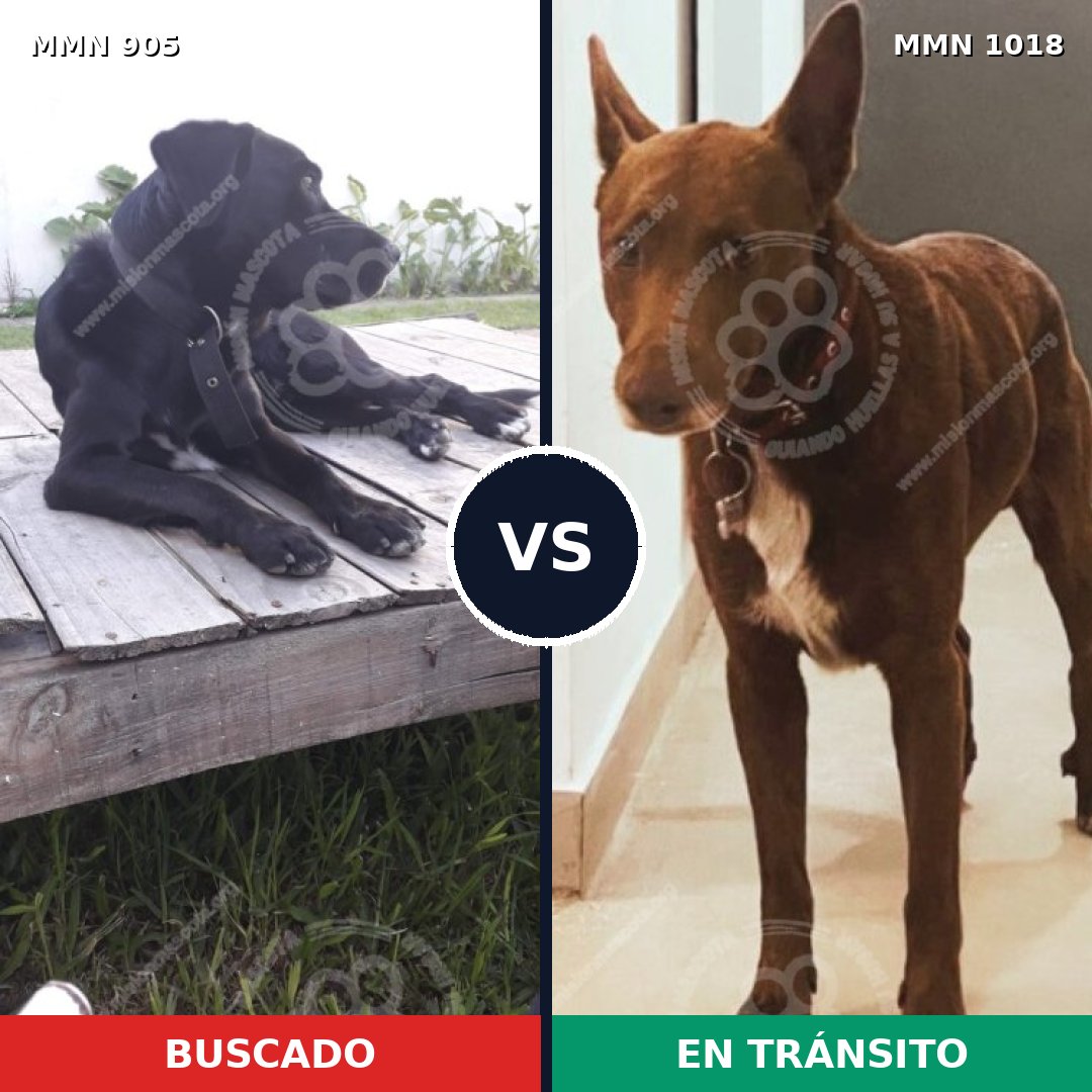 Comparativa MMS 16376: mascota perdida y mascota encontrada, 80% de similitud
