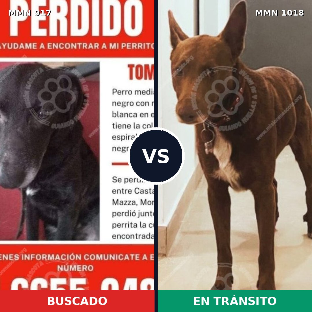 Comparativa MMS 16378: mascota perdida y mascota encontrada, 53% de similitud
