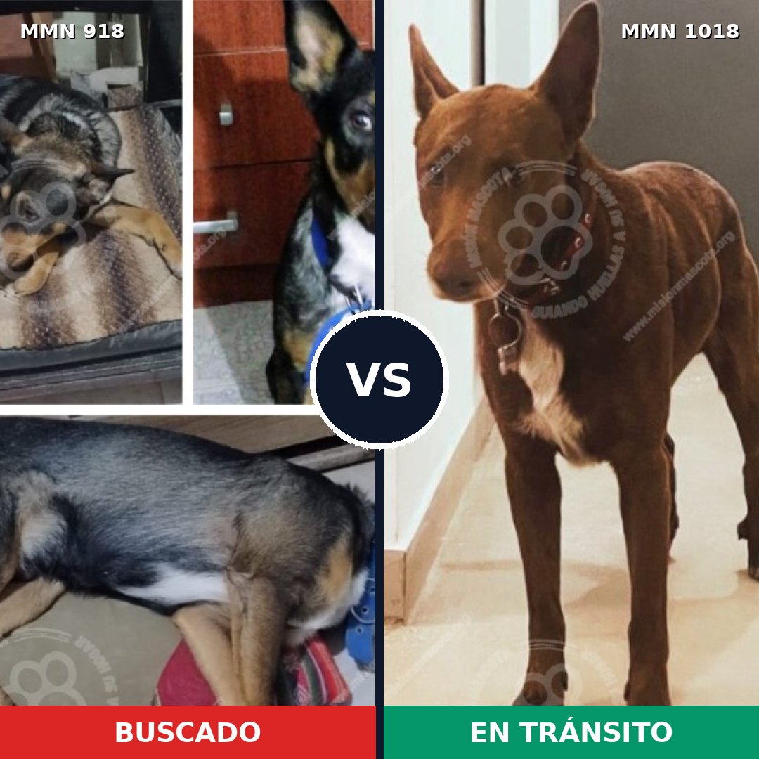 Comparativa MMS 16379: mascota perdida y mascota encontrada, 44% de similitud
