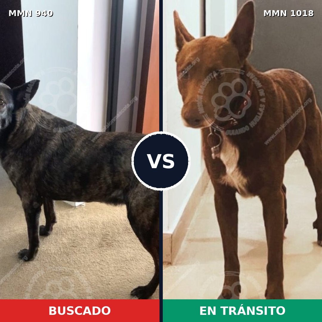 Comparativa MMS 16381: mascota perdida y mascota encontrada, 51% de similitud