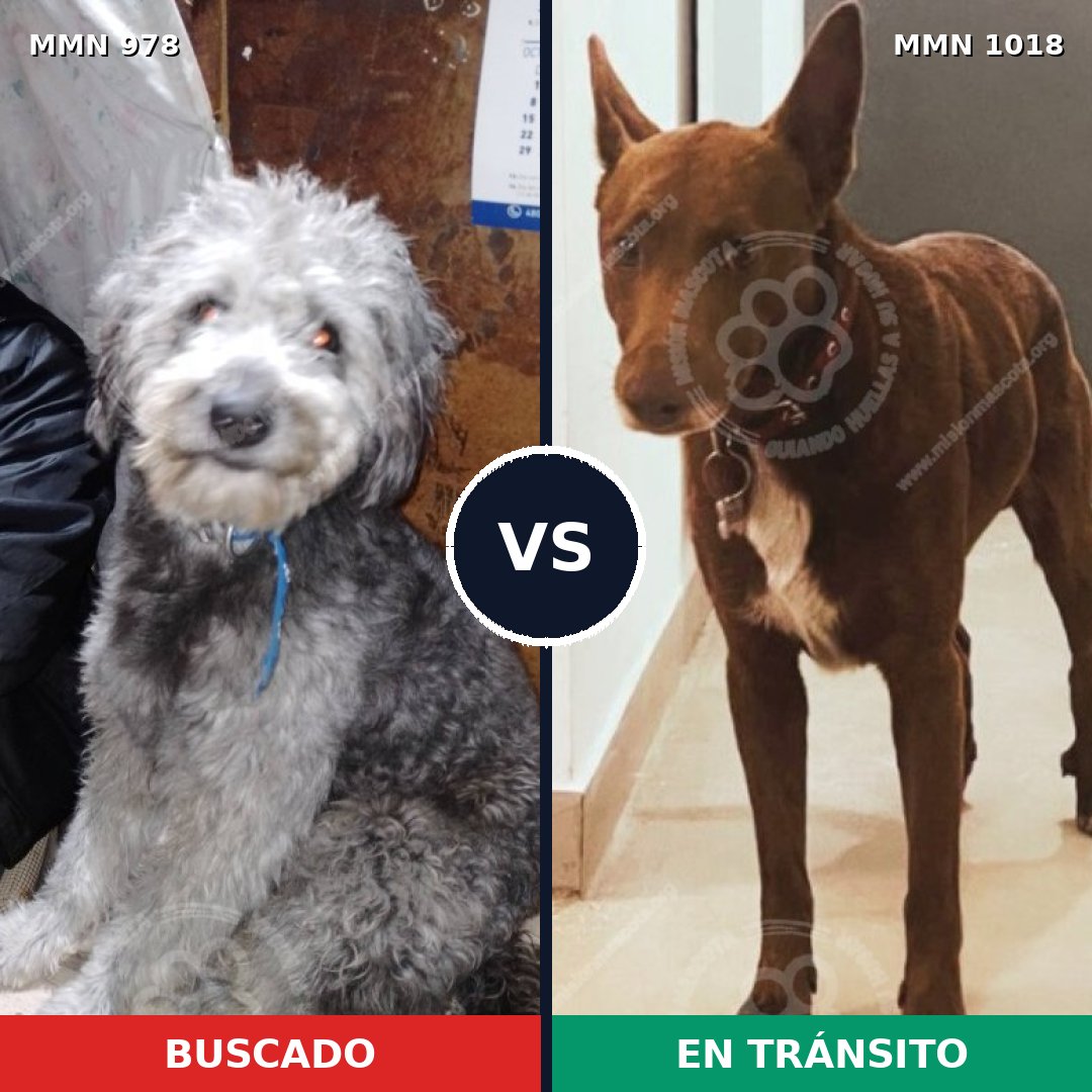 Comparativa MMS 16386: mascota perdida y mascota encontrada, 51% de similitud