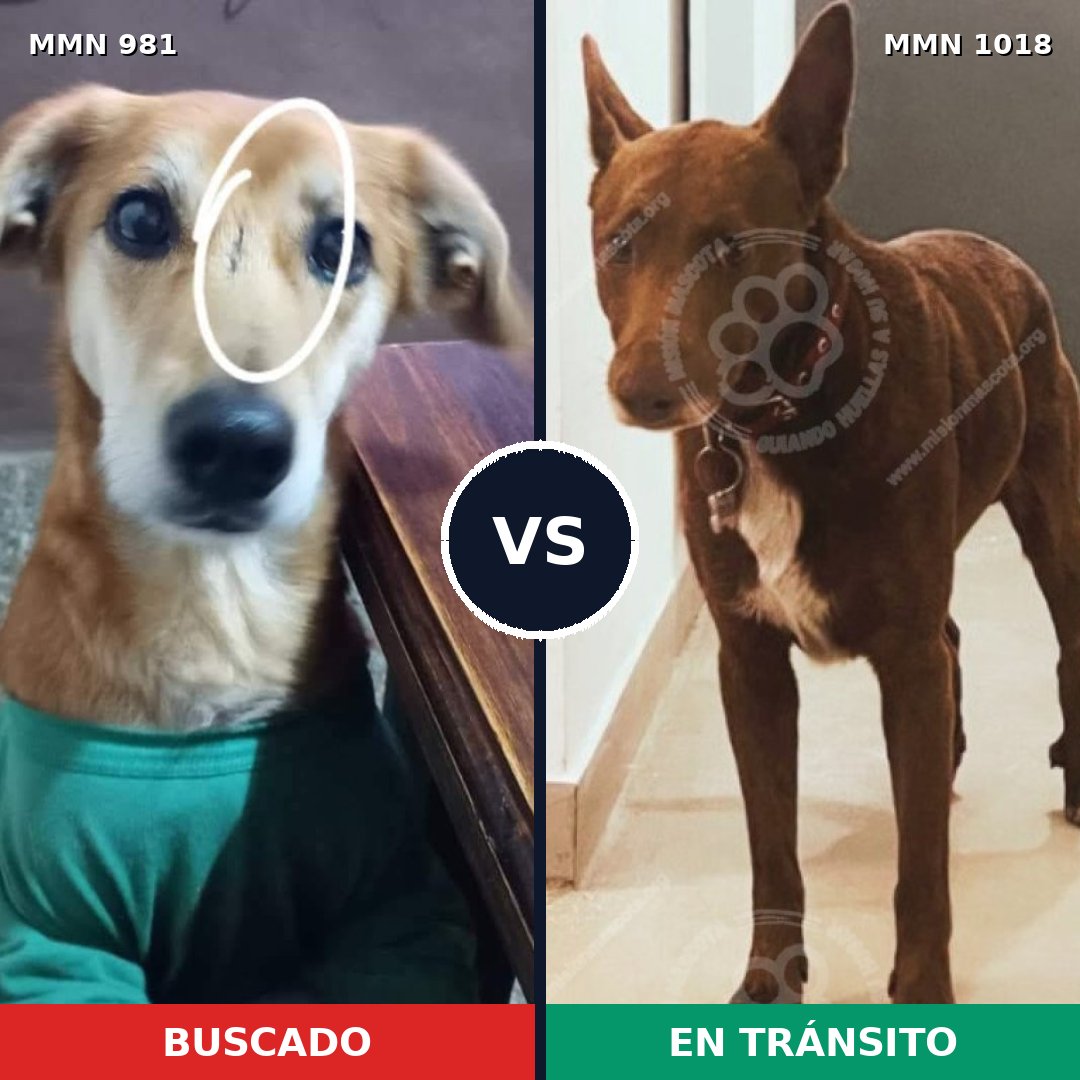 Comparativa MMS 16387: mascota perdida y mascota encontrada, 87% de similitud