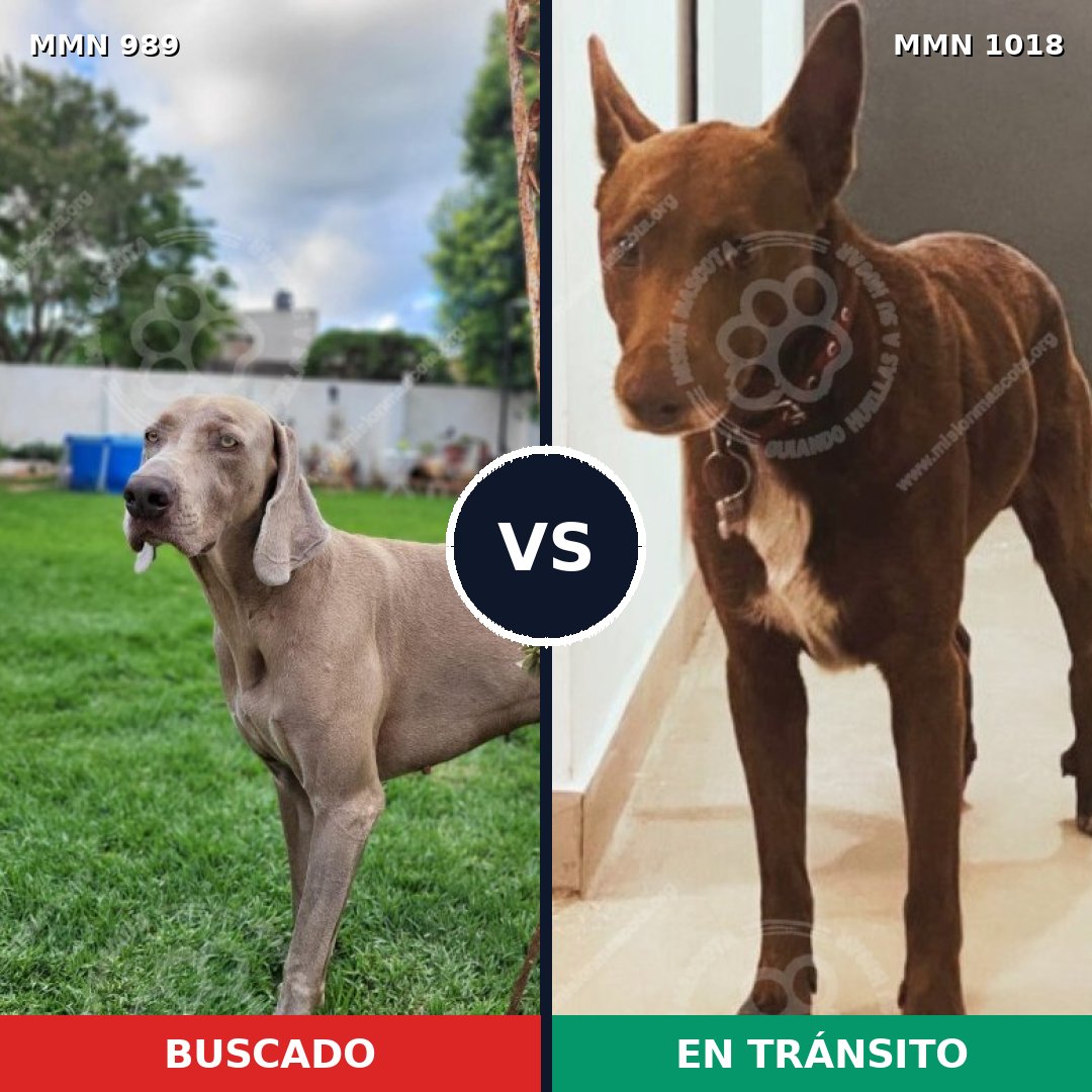Comparativa MMS 16388: mascota perdida y mascota encontrada, 42% de similitud