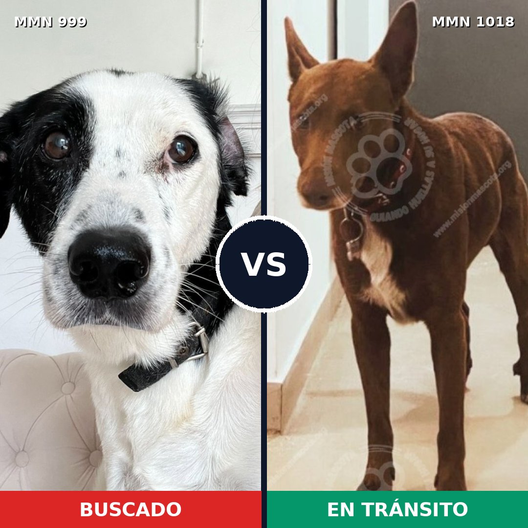 Comparativa MMS 16389: mascota perdida y mascota encontrada, 50% de similitud
