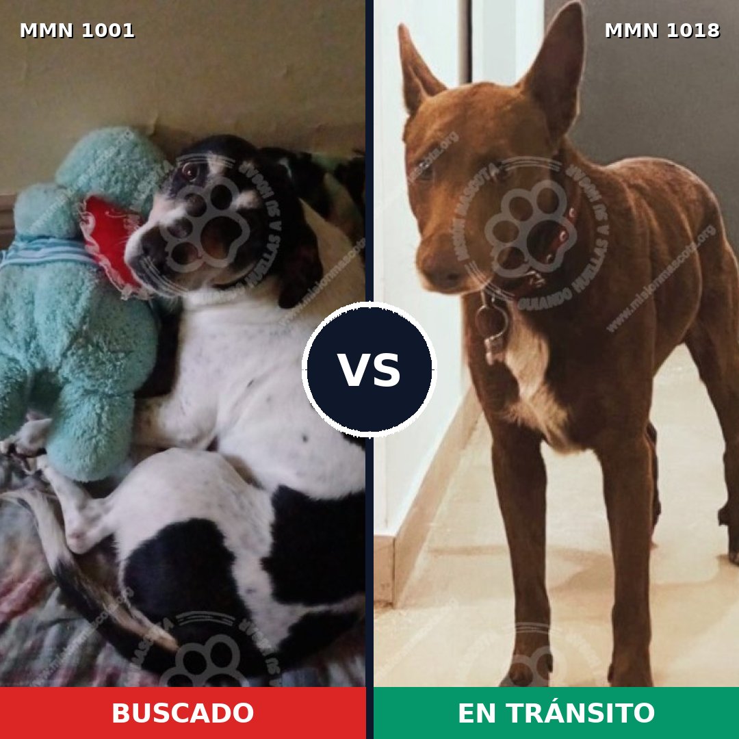 Comparativa MMS 16390: mascota perdida y mascota encontrada, 72% de similitud