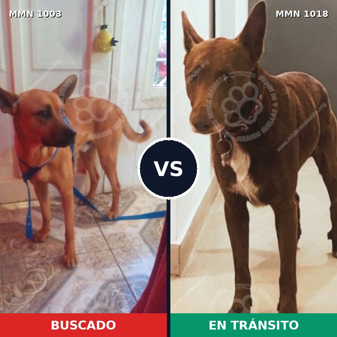 Comparativa MMS 16391: mascota perdida y mascota encontrada, 42% de similitud
