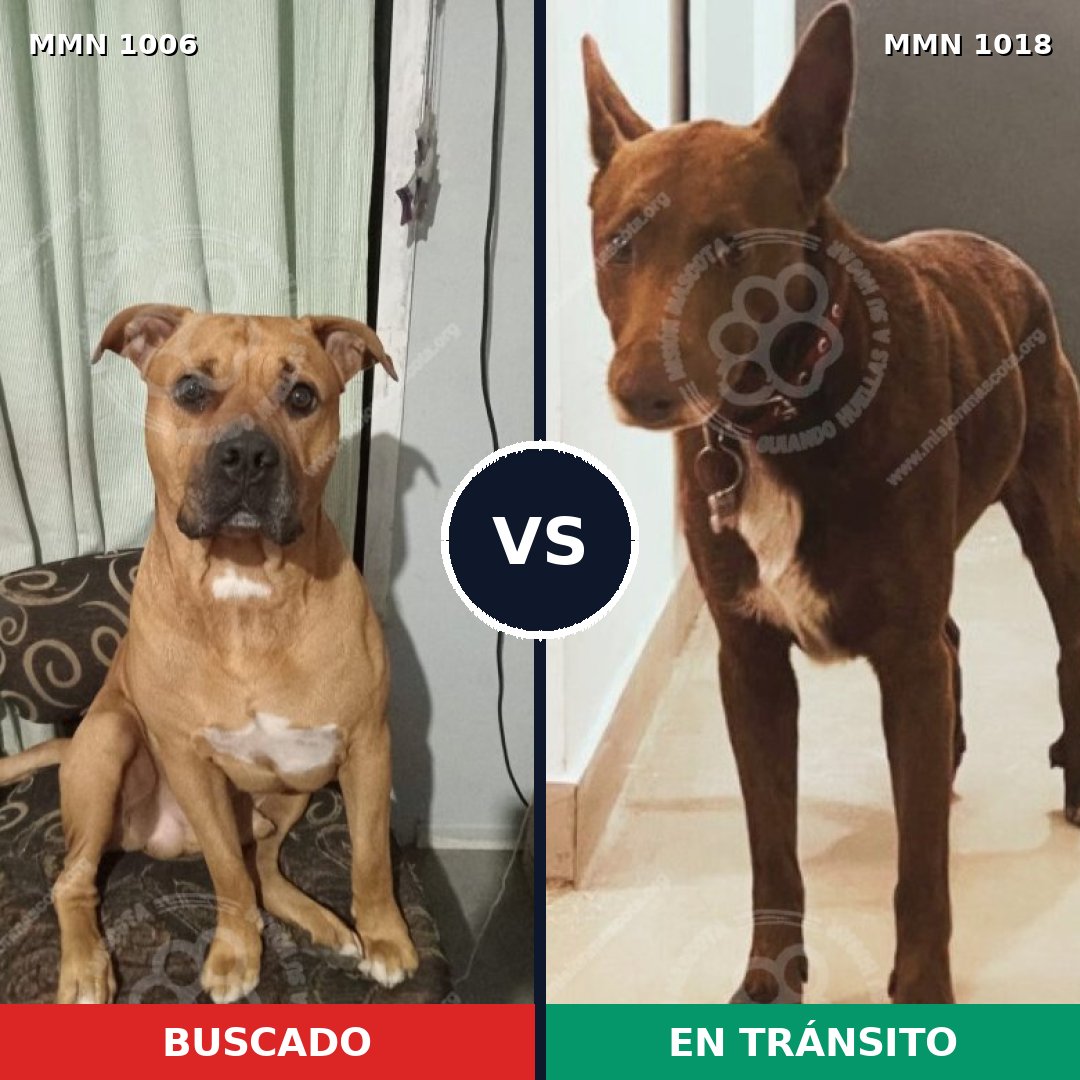 Comparativa MMS 16392: mascota perdida y mascota encontrada, 81% de similitud
