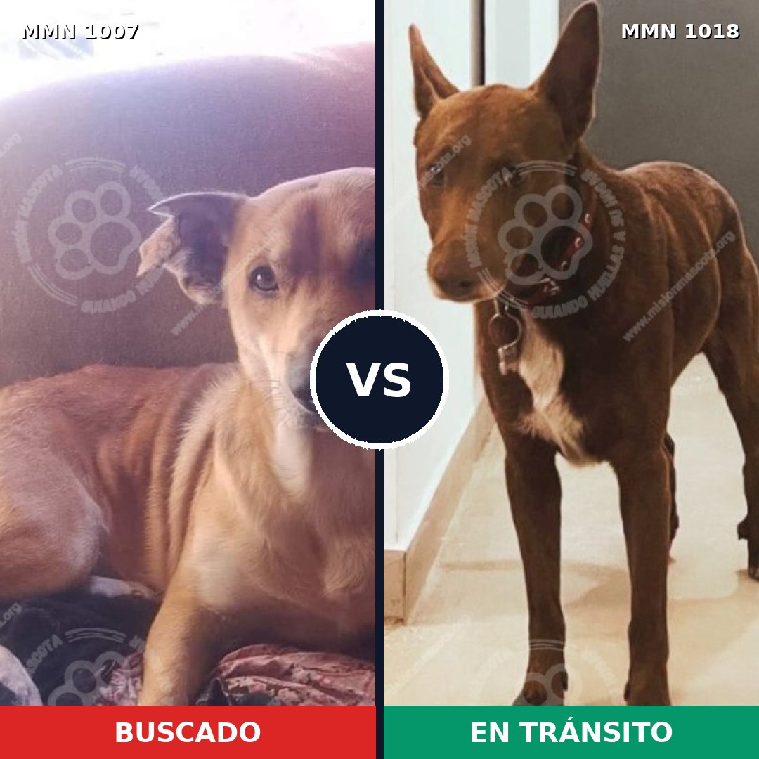 Comparativa MMS 16393: mascota perdida y mascota encontrada, 81% de similitud