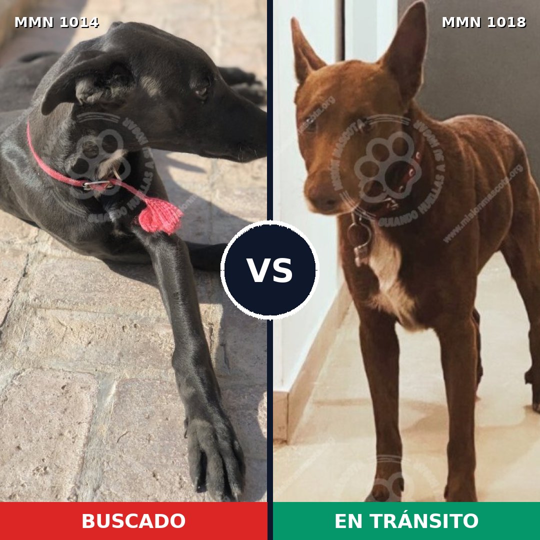 Comparativa MMS 16394: mascota perdida y mascota encontrada, 41% de similitud