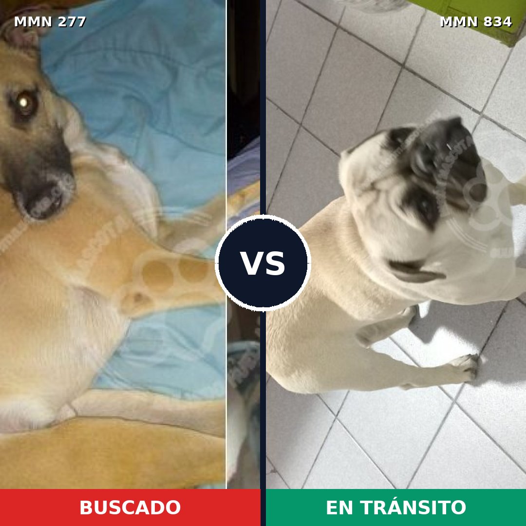 Comparativa MMS 16576: mascota perdida y mascota encontrada, 28% de similitud