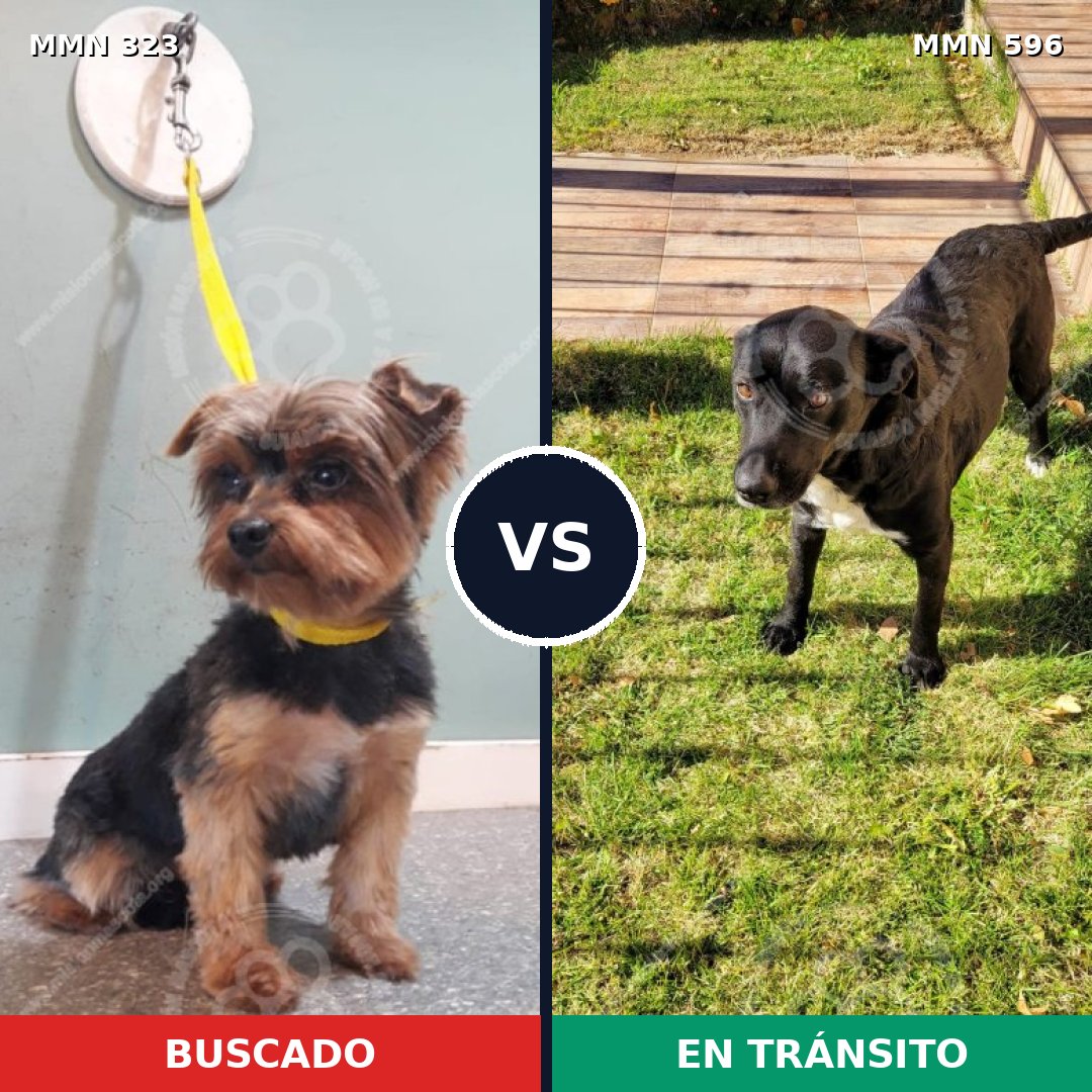 Comparativa MMS 16578: mascota perdida y mascota encontrada, 30% de similitud