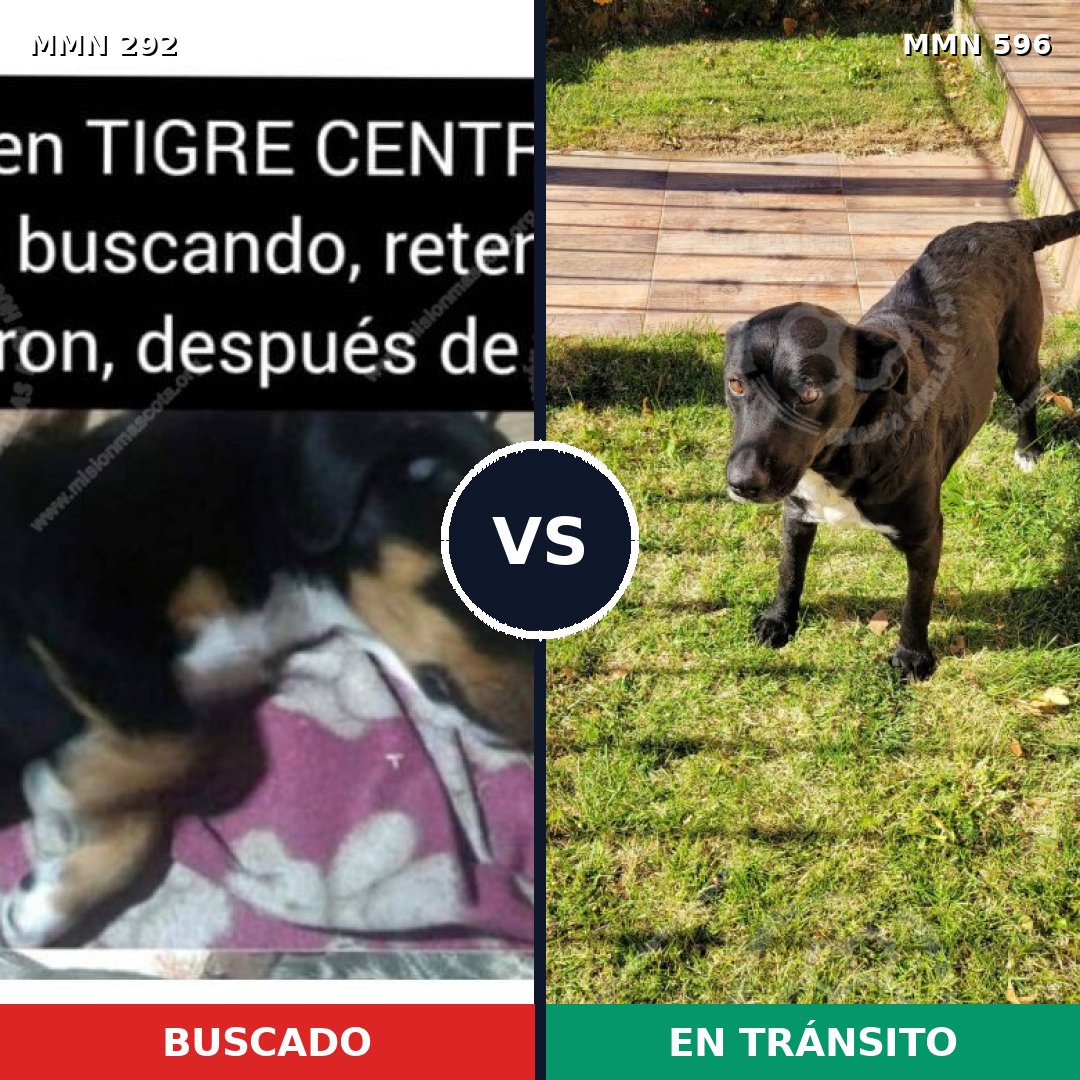 Comparativa MMS 16581: mascota perdida y mascota encontrada, 58% de similitud