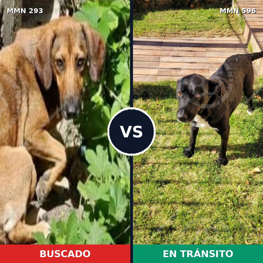 Comparativa MMS 16582: mascota perdida y mascota encontrada, 44% de similitud