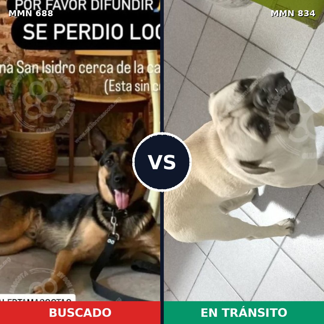 Comparativa MMS 16583: mascota perdida y mascota encontrada, 28% de similitud