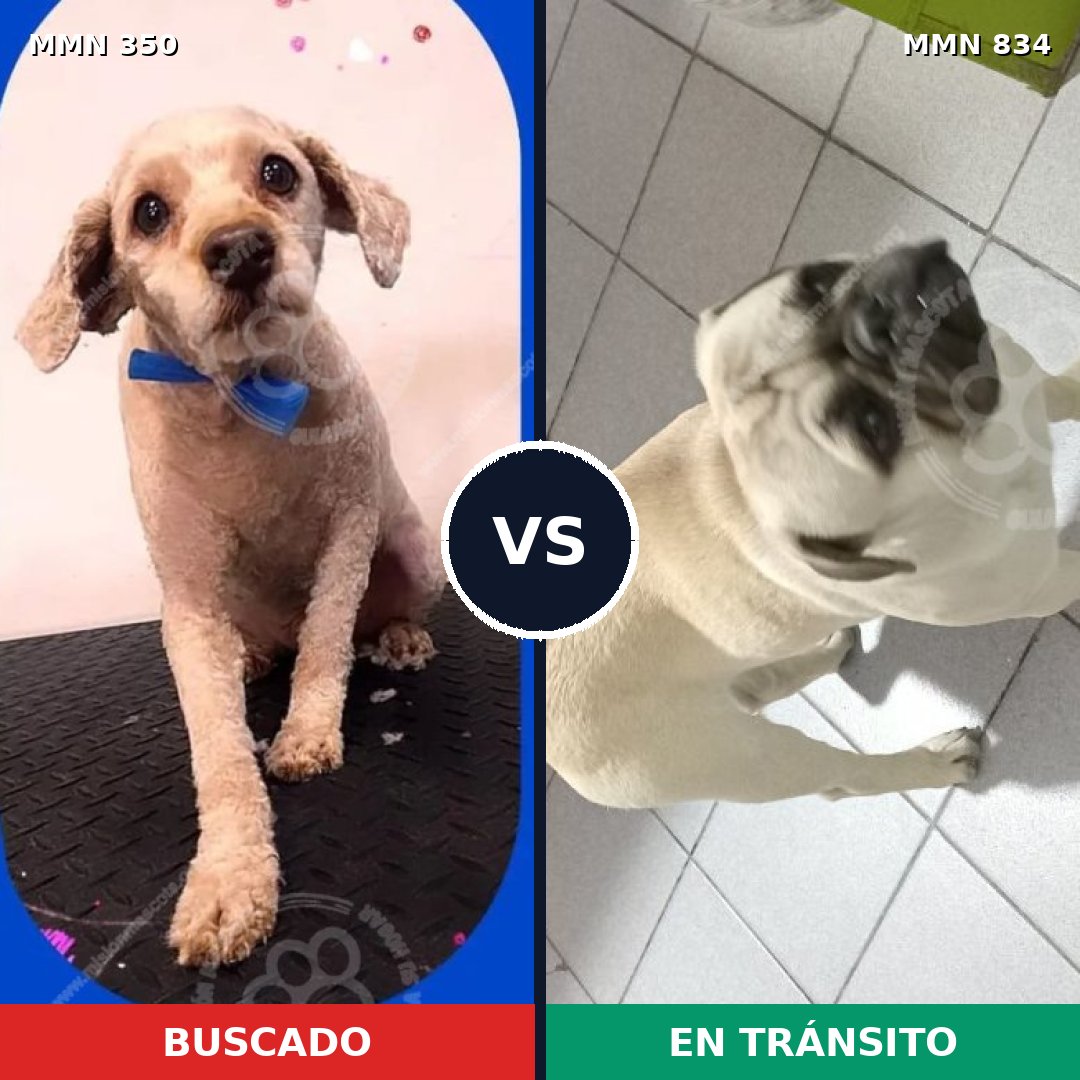 Comparativa MMS 16586: mascota perdida y mascota encontrada, 41% de similitud