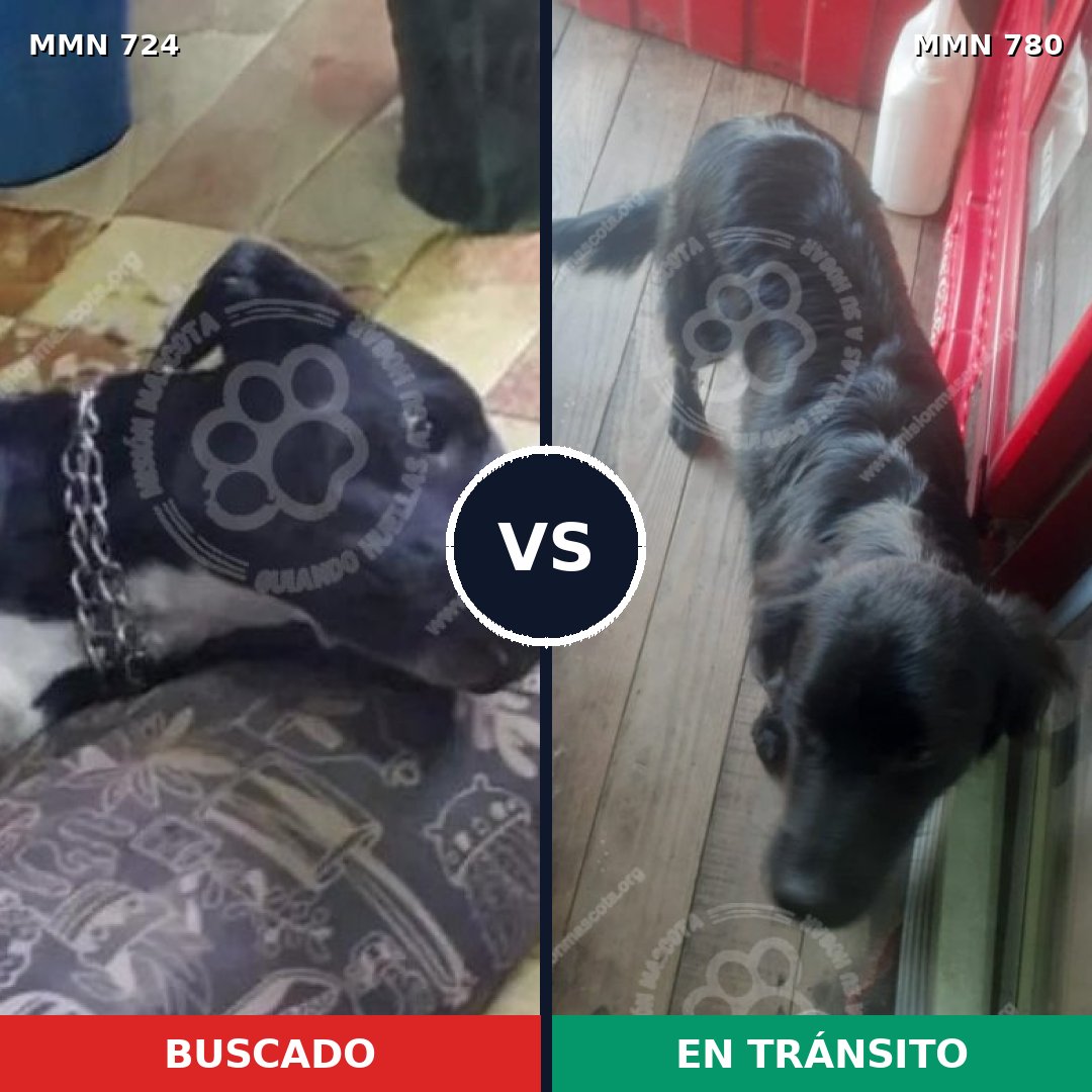 Comparativa MMS 16588: mascota perdida y mascota encontrada, 71% de similitud