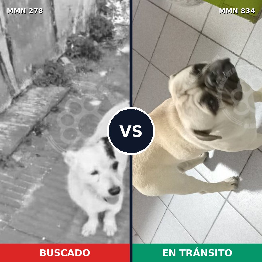Comparativa MMS 16589: mascota perdida y mascota encontrada, 35% de similitud