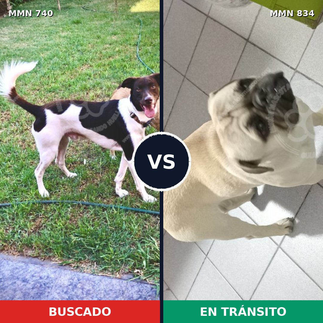 Comparativa MMS 16593: mascota perdida y mascota encontrada, 23% de similitud