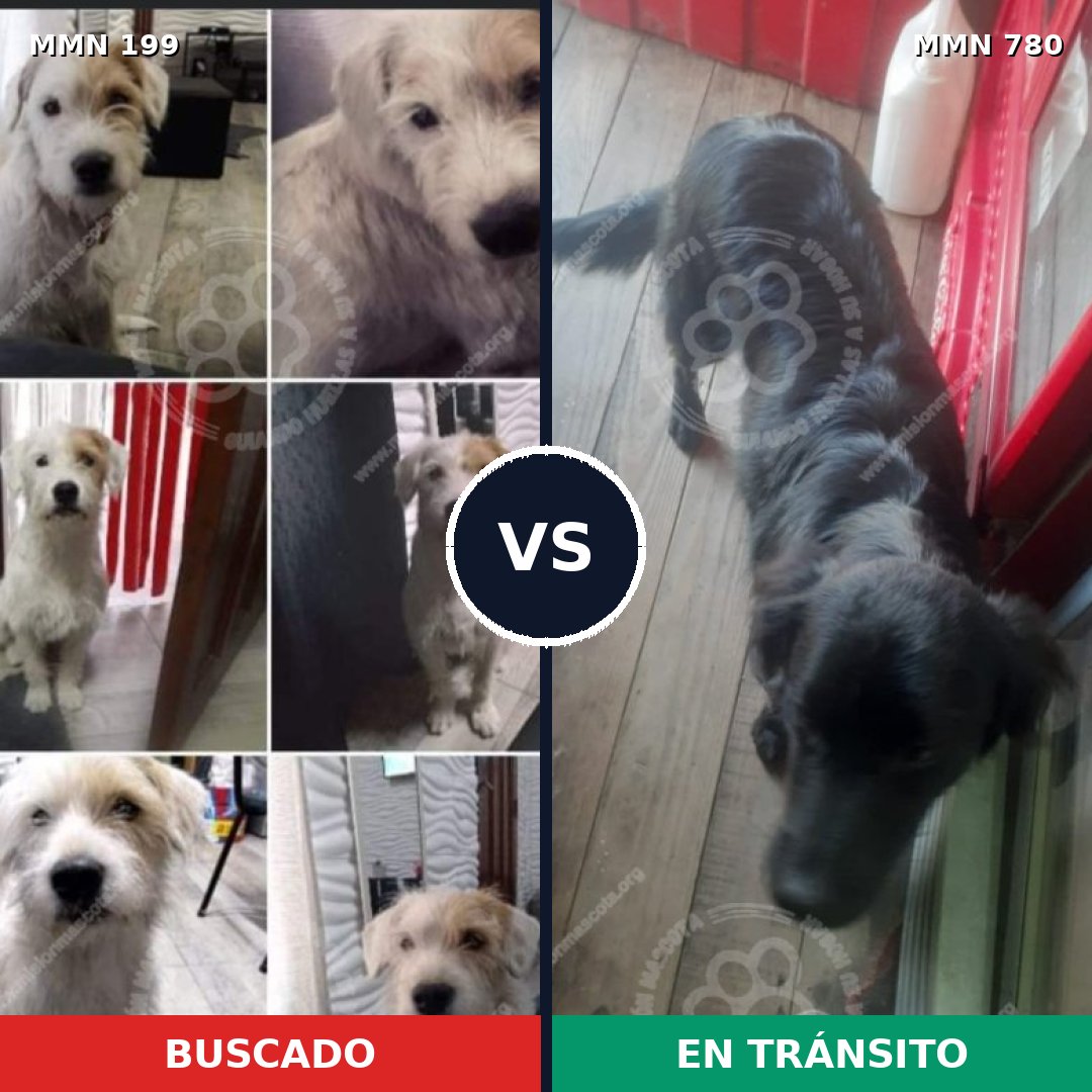 Comparativa MMS 16595: mascota perdida y mascota encontrada, 66% de similitud