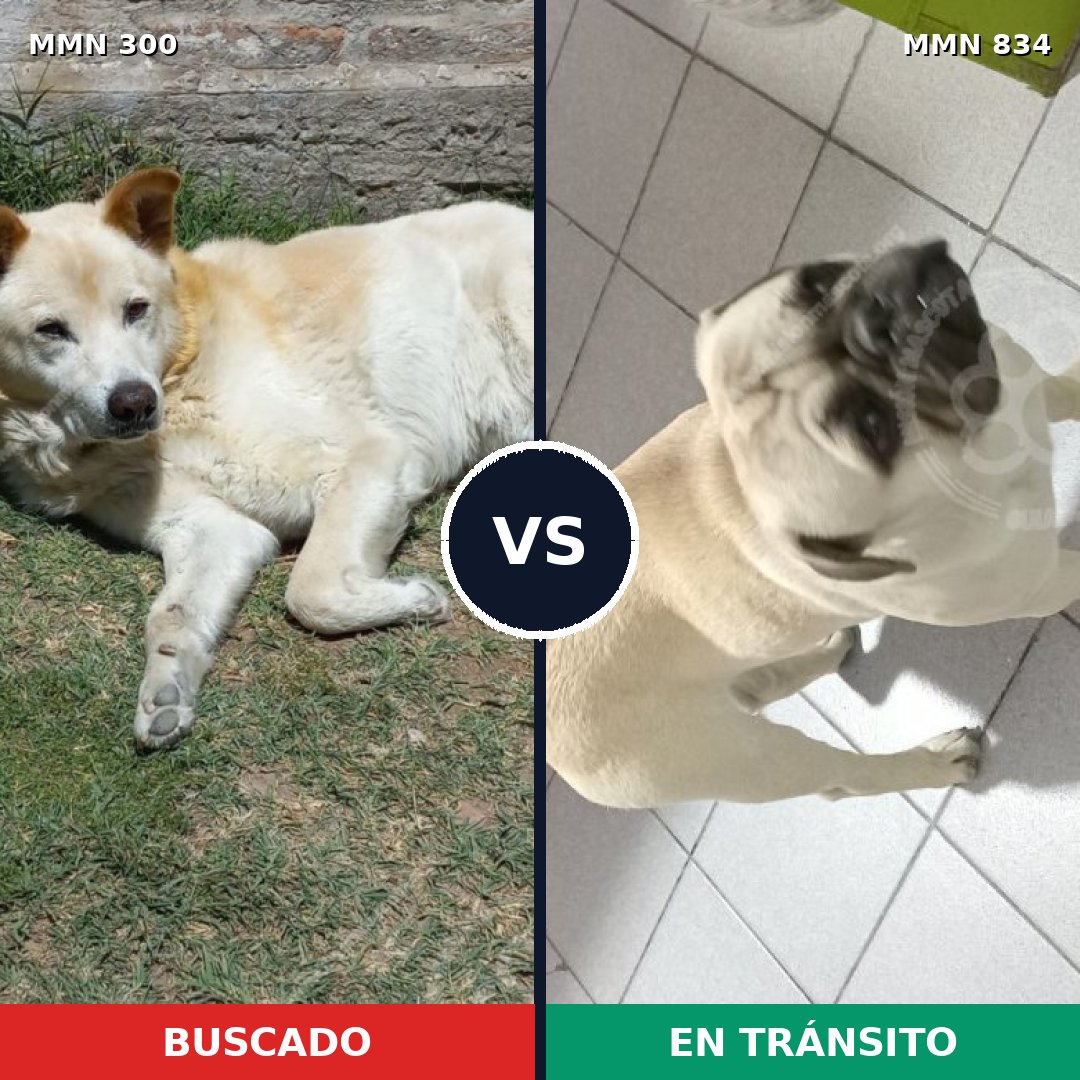Comparativa MMS 16597: mascota perdida y mascota encontrada, 25% de similitud
