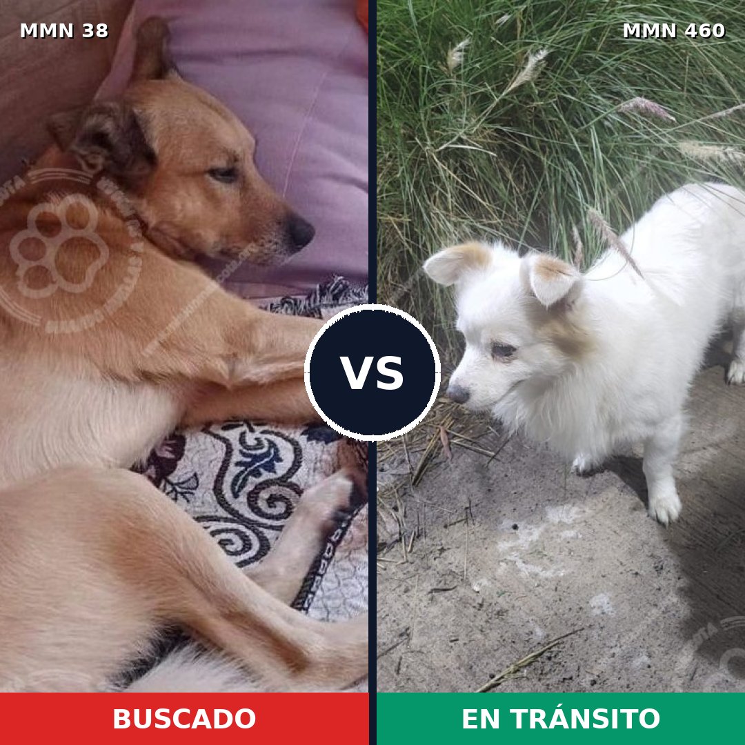 Comparativa MMS 166: mascota perdida y mascota encontrada, 60% de similitud