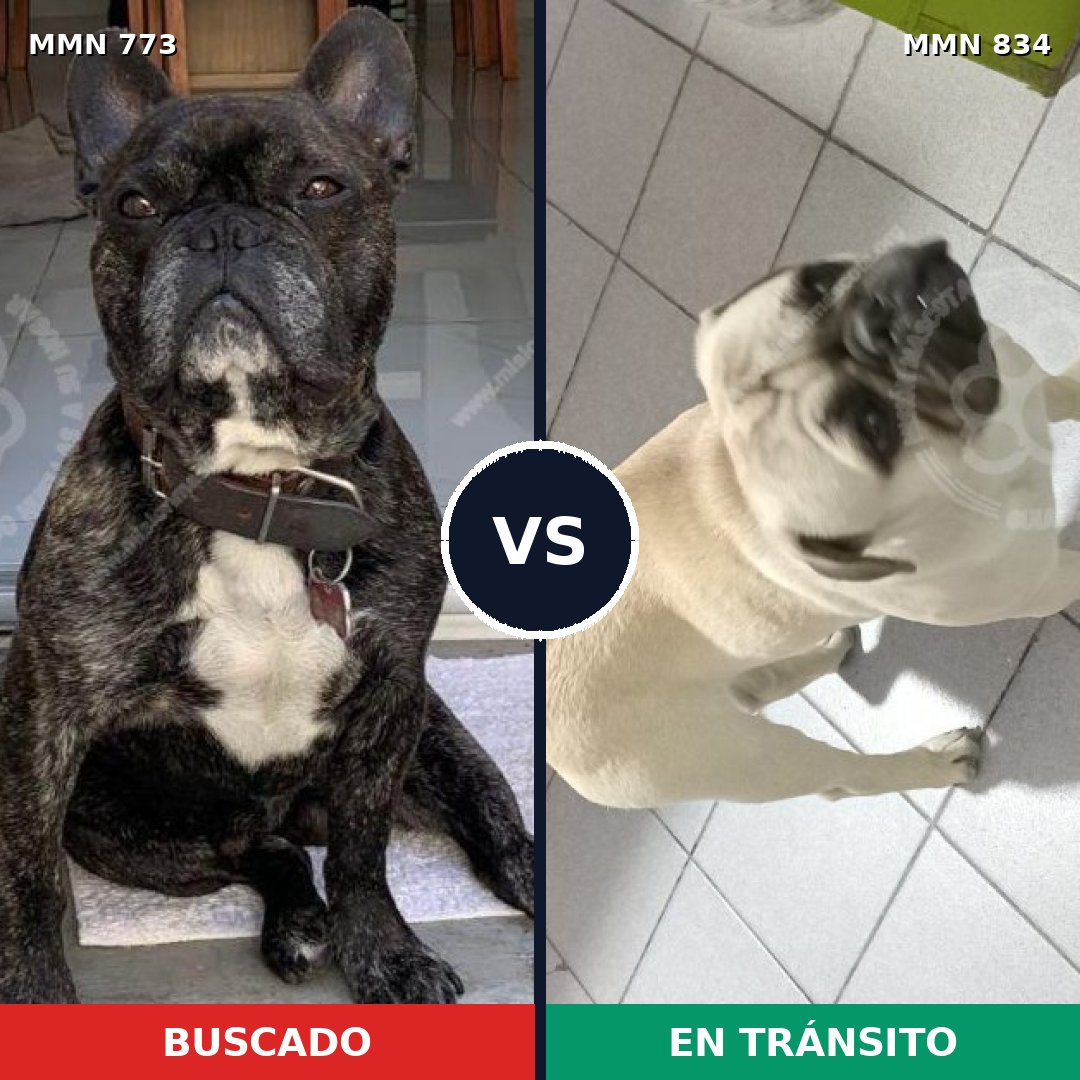 Comparativa MMS 16600: mascota perdida y mascota encontrada, 27% de similitud