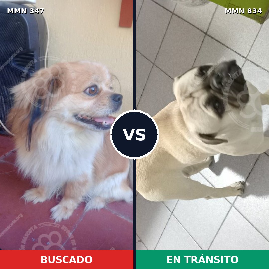 Comparativa MMS 16603: mascota perdida y mascota encontrada, 52% de similitud
