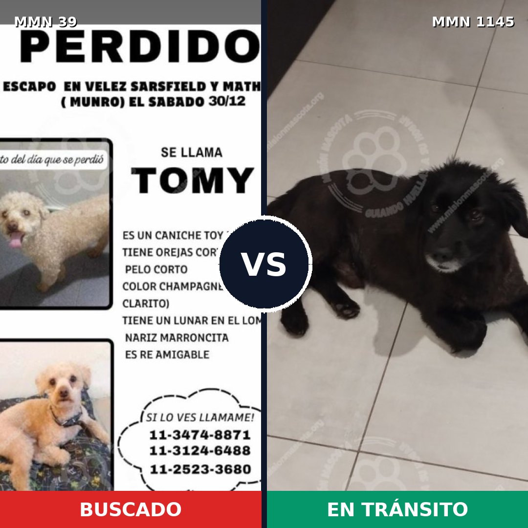 Comparativa MMS 16606: mascota perdida y mascota encontrada, 27% de similitud