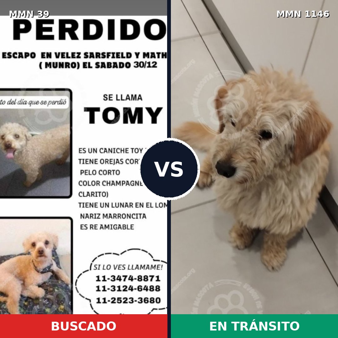Comparativa MMS 16607: mascota perdida y mascota encontrada, 21% de similitud