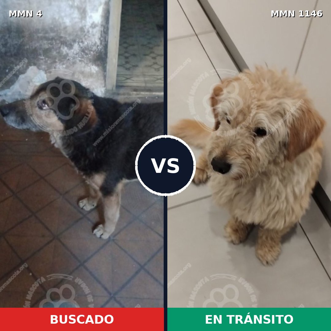 Comparativa MMS 16613: mascota perdida y mascota encontrada, 61% de similitud