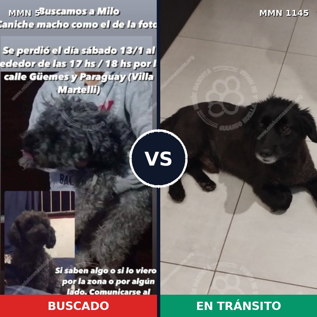 Comparativa MMS 16615: mascota perdida y mascota encontrada, 47% de similitud