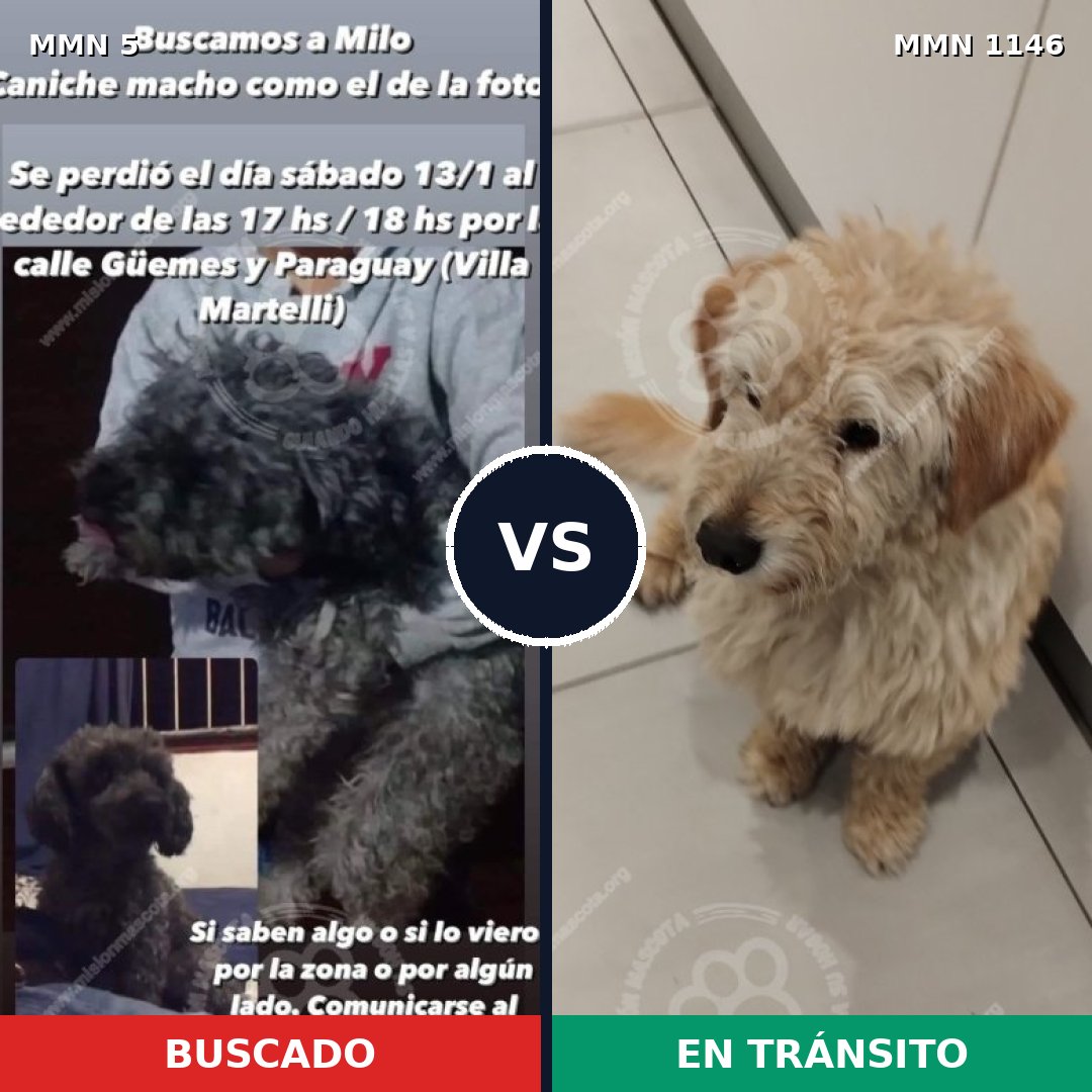Comparativa MMS 16616: mascota perdida y mascota encontrada, 37% de similitud
