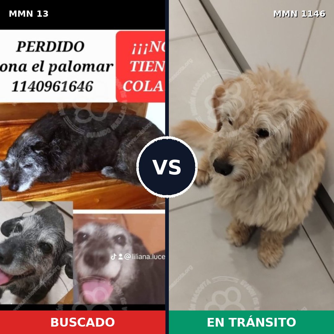 Comparativa MMS 16625: mascota perdida y mascota encontrada, 60% de similitud