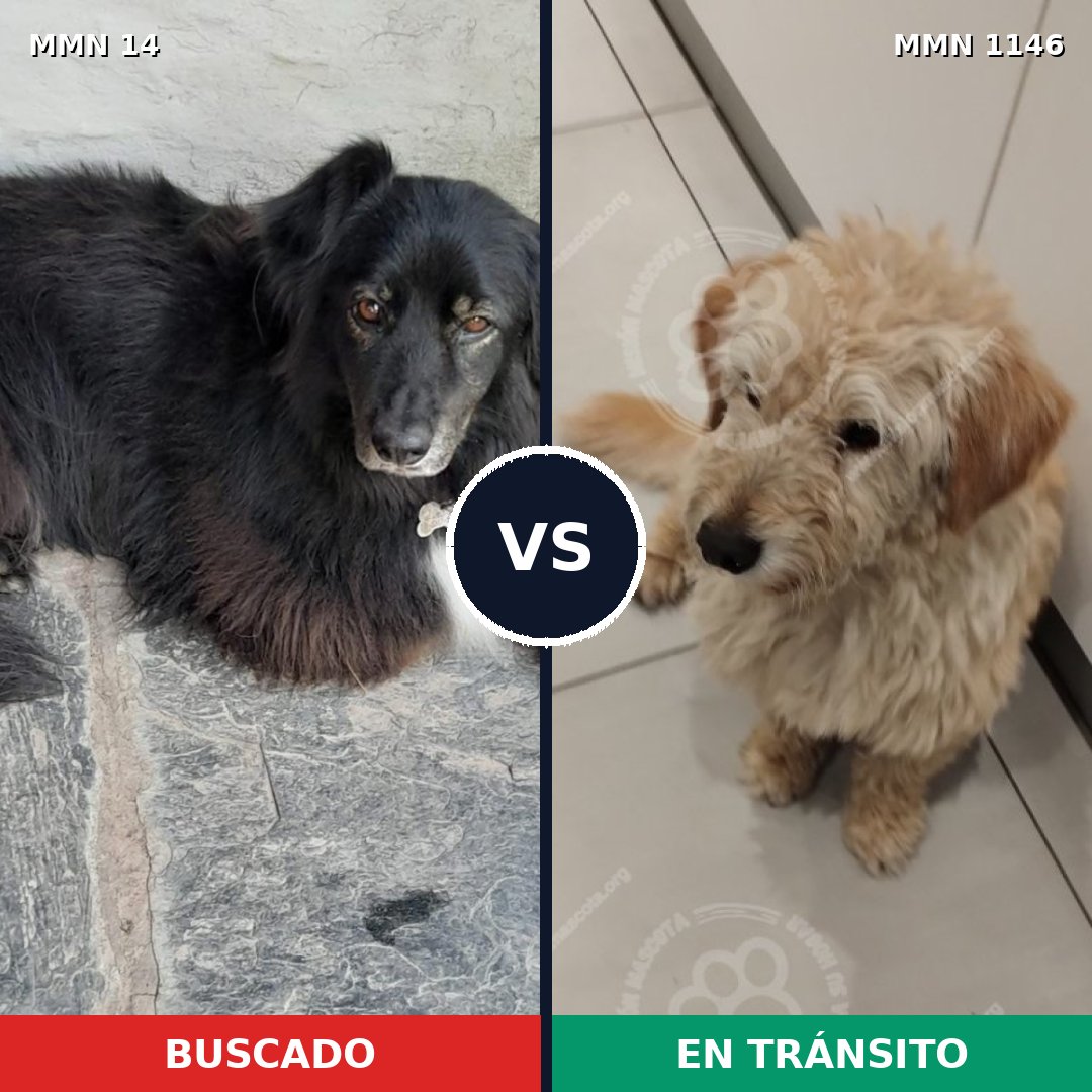 Comparativa MMS 16628: mascota perdida y mascota encontrada, 54% de similitud