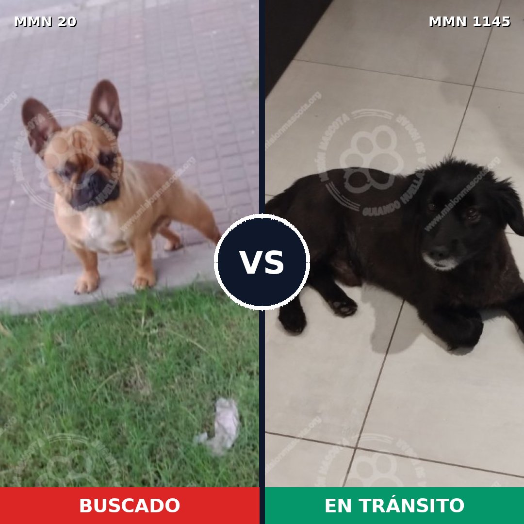 Comparativa MMS 16633: mascota perdida y mascota encontrada, 38% de similitud