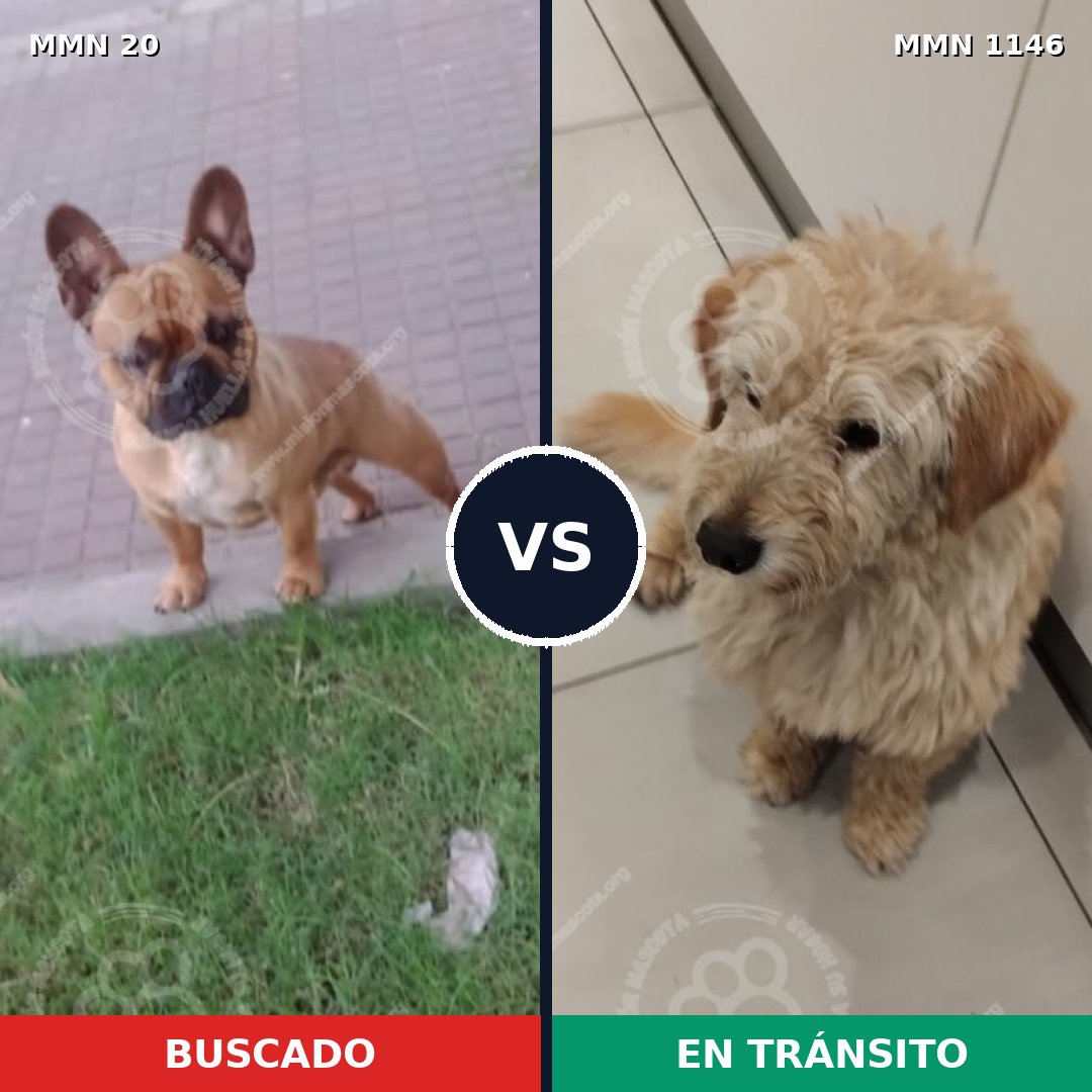 Comparativa MMS 16634: mascota perdida y mascota encontrada, 36% de similitud