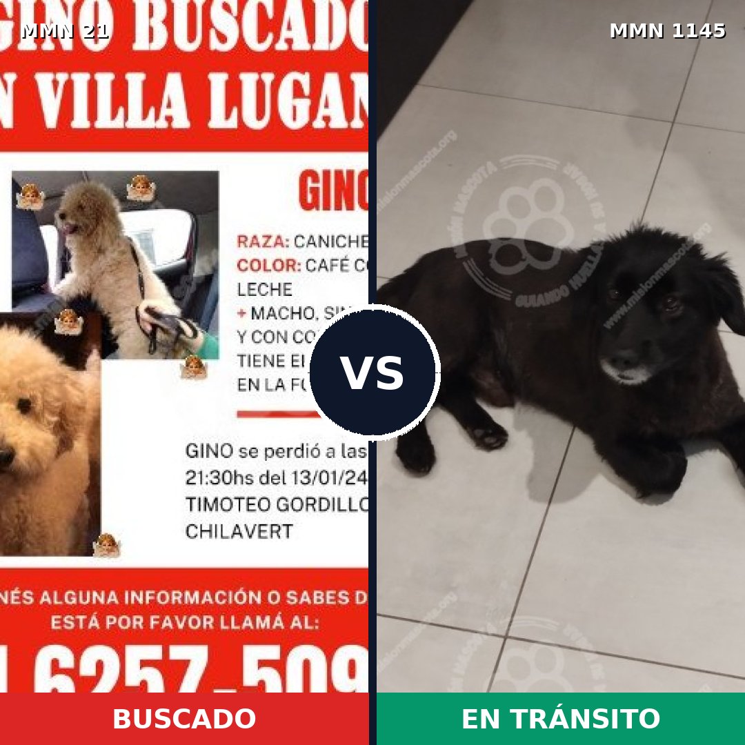 Comparativa MMS 16636: mascota perdida y mascota encontrada, 38% de similitud