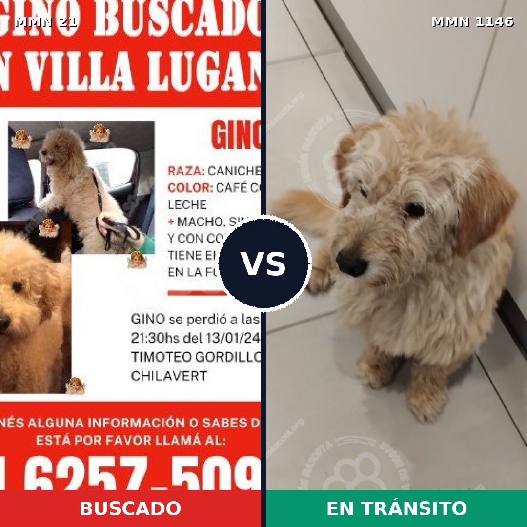 Comparativa MMS 16637: mascota perdida y mascota encontrada, 34% de similitud