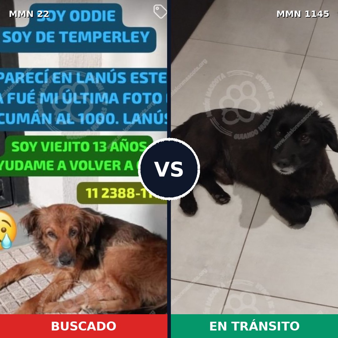 Comparativa MMS 16639: mascota perdida y mascota encontrada, 62% de similitud